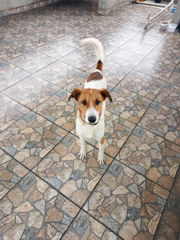 Cachorro raça SRD-ViraLata idade 2 anos nome Bolt 