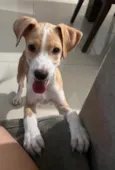 Farofa