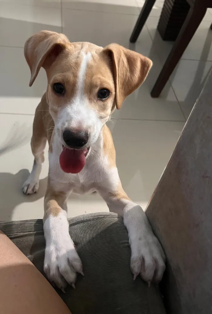 Cachorro raça SRD-ViraLata idade 2 a 6 meses nome Farofa
