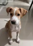 Farofa