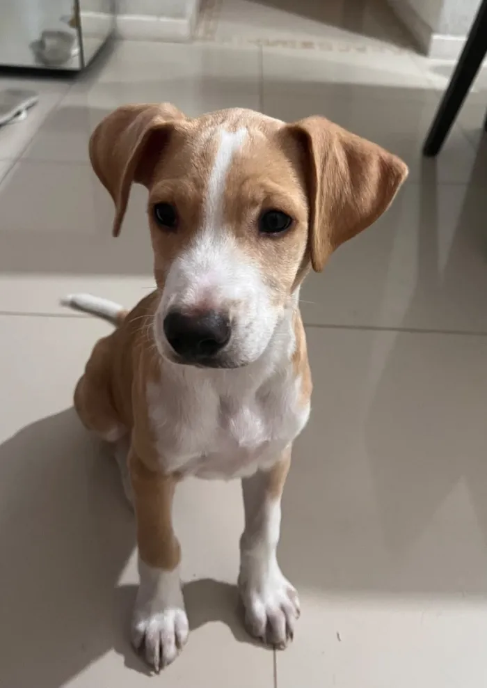 Cachorro raça SRD-ViraLata idade 2 a 6 meses nome Farofa