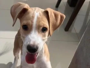 Cachorro raça SRD-ViraLata idade 2 a 6 meses nome Farofa