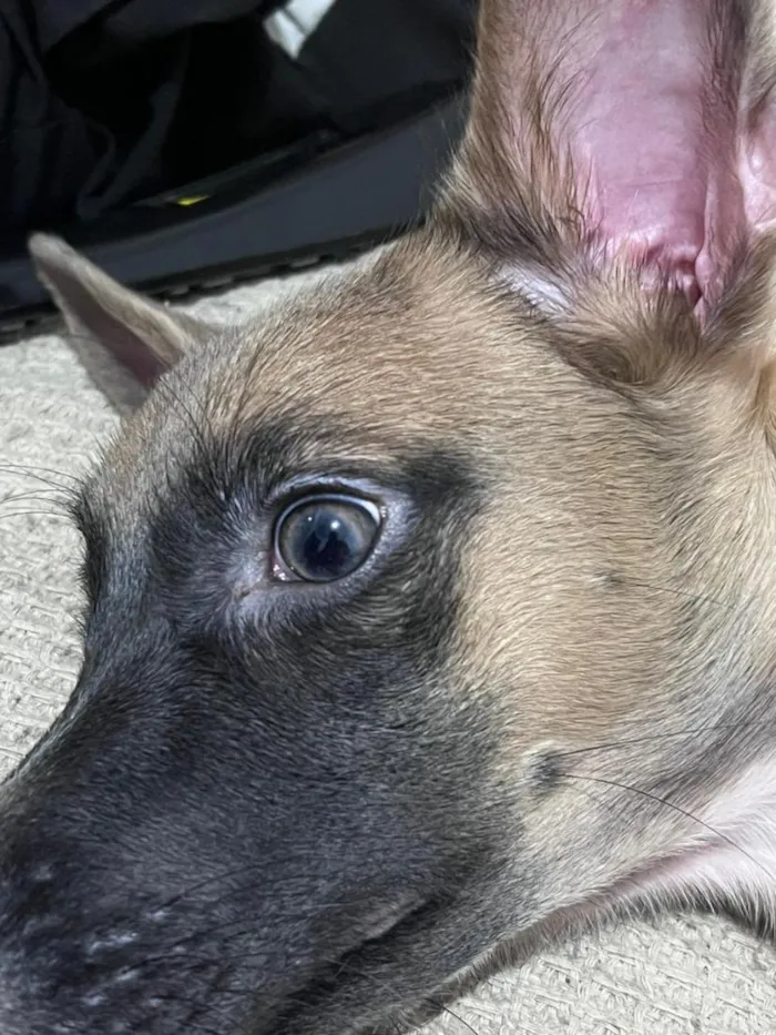 Cachorro raça SRD-ViraLata idade 1 ano nome LUA 