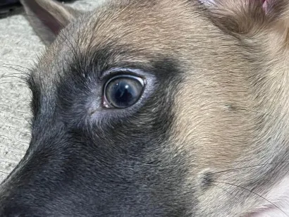 Cachorro raça SRD-ViraLata idade 1 ano nome LUA 