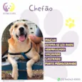 Chefão