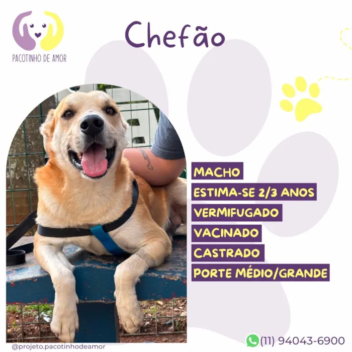Cachorro raça SRD-ViraLata idade 2 anos nome Chefão