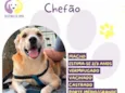 Chefão