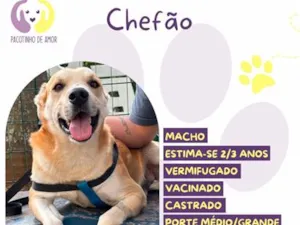 Cachorro raça SRD-ViraLata idade 2 anos nome Chefão