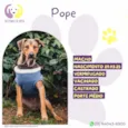 Pope