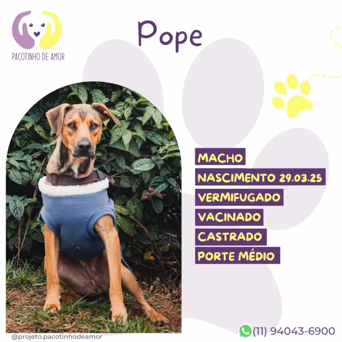Cachorro raça SRD-ViraLata idade 1 ano nome Pope