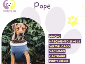 Cachorro raça SRD-ViraLata idade 1 ano nome Pope