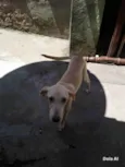 Shelbby