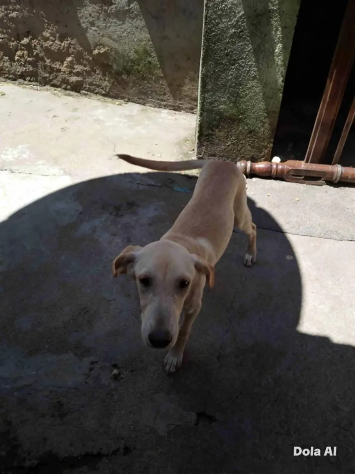Cachorro raça SRD-ViraLata idade 2 a 6 meses nome Shelbby