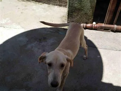 Cachorro raça SRD-ViraLata idade 2 a 6 meses nome Shelbby