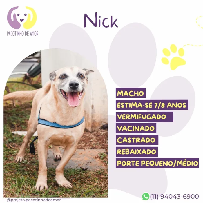 Cachorro raça SRD-ViraLata idade 6 ou mais anos nome Nick