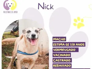 Cachorro raça SRD-ViraLata idade 6 ou mais anos nome Nick