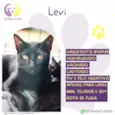 Levi