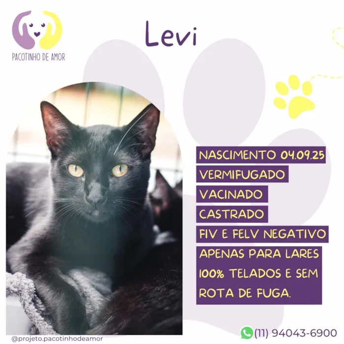 Gato raça SRD-ViraLata idade 2 a 6 meses nome Levi