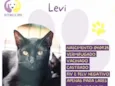 Levi