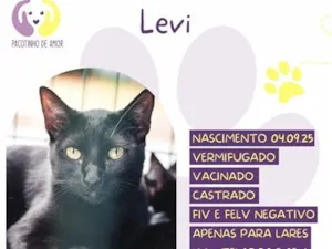 Gato raça SRD-ViraLata idade 2 a 6 meses nome Levi