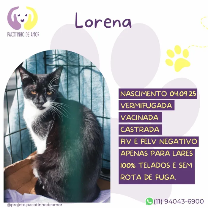 Gato raça SRD-ViraLata idade 7 a 11 meses nome Lorena