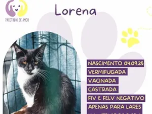 Gato raça SRD-ViraLata idade 7 a 11 meses nome Lorena