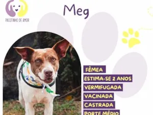 Cachorro raça SRD-ViraLata idade 2 anos nome Meg
