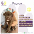 Paçoca