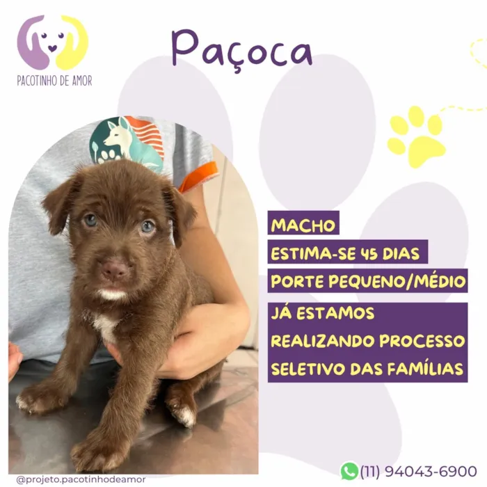 Cachorro raça SRD-ViraLata idade Abaixo de 2 meses nome Paçoca