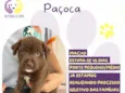 Paçoca