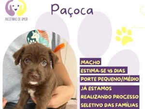 Cachorro raça SRD-ViraLata idade Abaixo de 2 meses nome Paçoca