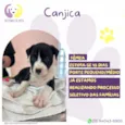 Canjica