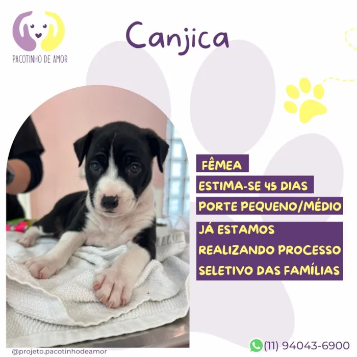 Cachorro raça SRD-ViraLata idade Abaixo de 2 meses nome Canjica
