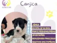 Canjica