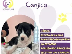Cachorro raça SRD-ViraLata idade Abaixo de 2 meses nome Canjica