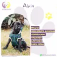 Alvin