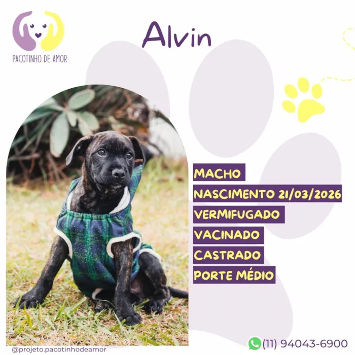 Cachorro raça SRD-ViraLata idade 2 a 6 meses nome Alvin