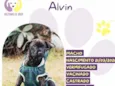 Alvin