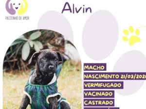 Cachorro raça SRD-ViraLata idade 2 a 6 meses nome Alvin