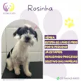 Rosinha