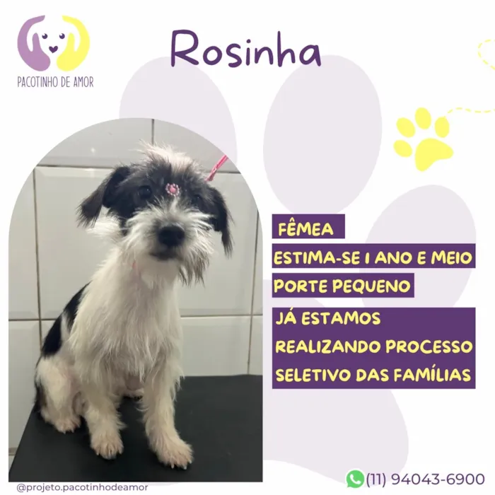 Cachorro raça SRD-ViraLata idade 1 ano nome Rosinha