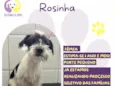 Rosinha