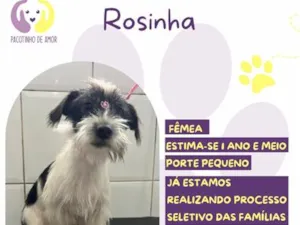Cachorro raça SRD-ViraLata idade 1 ano nome Rosinha
