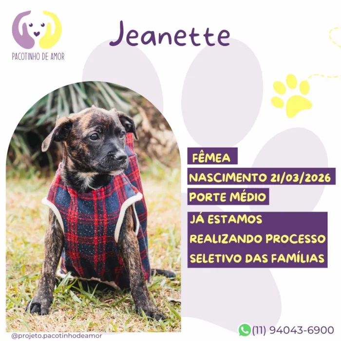 Cachorro raça SRD-ViraLata idade 2 a 6 meses nome Jeanette