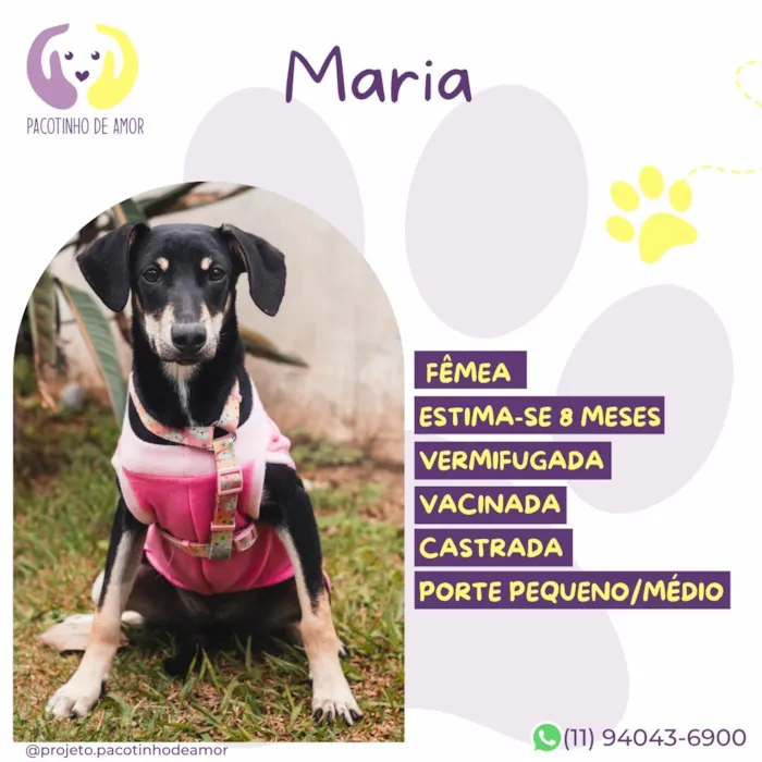 Cachorro raça SRD-ViraLata idade 2 a 6 meses nome Maria