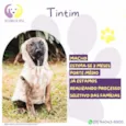 Tintim