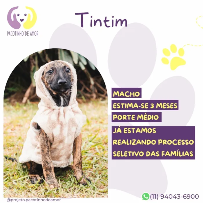 Cachorro raça SRD-ViraLata idade 2 a 6 meses nome Tintim