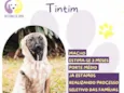 Tintim