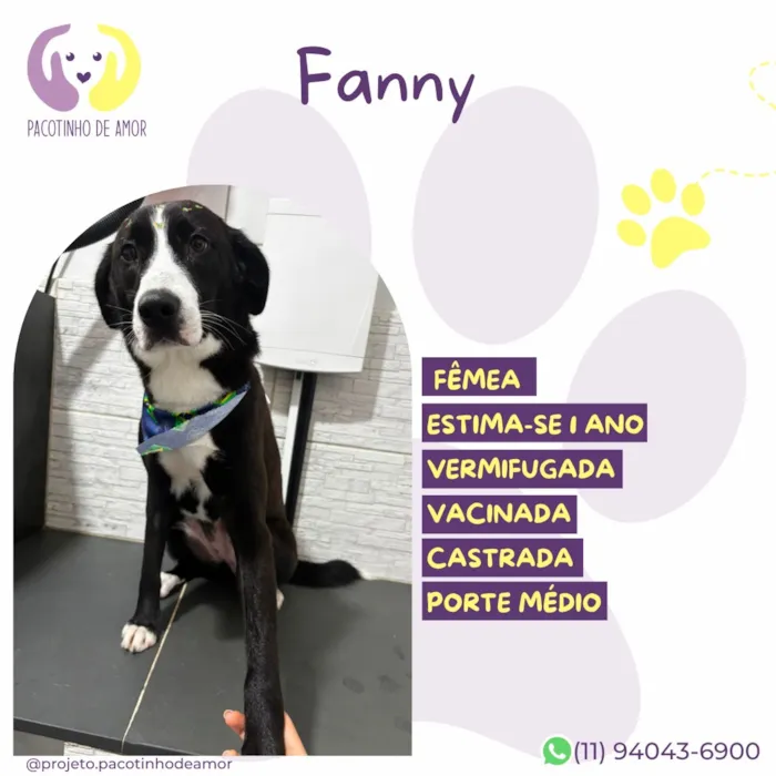 Cachorro raça SRD-ViraLata idade 1 ano nome Fanny