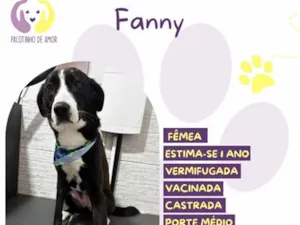 Cachorro raça SRD-ViraLata idade 1 ano nome Fanny